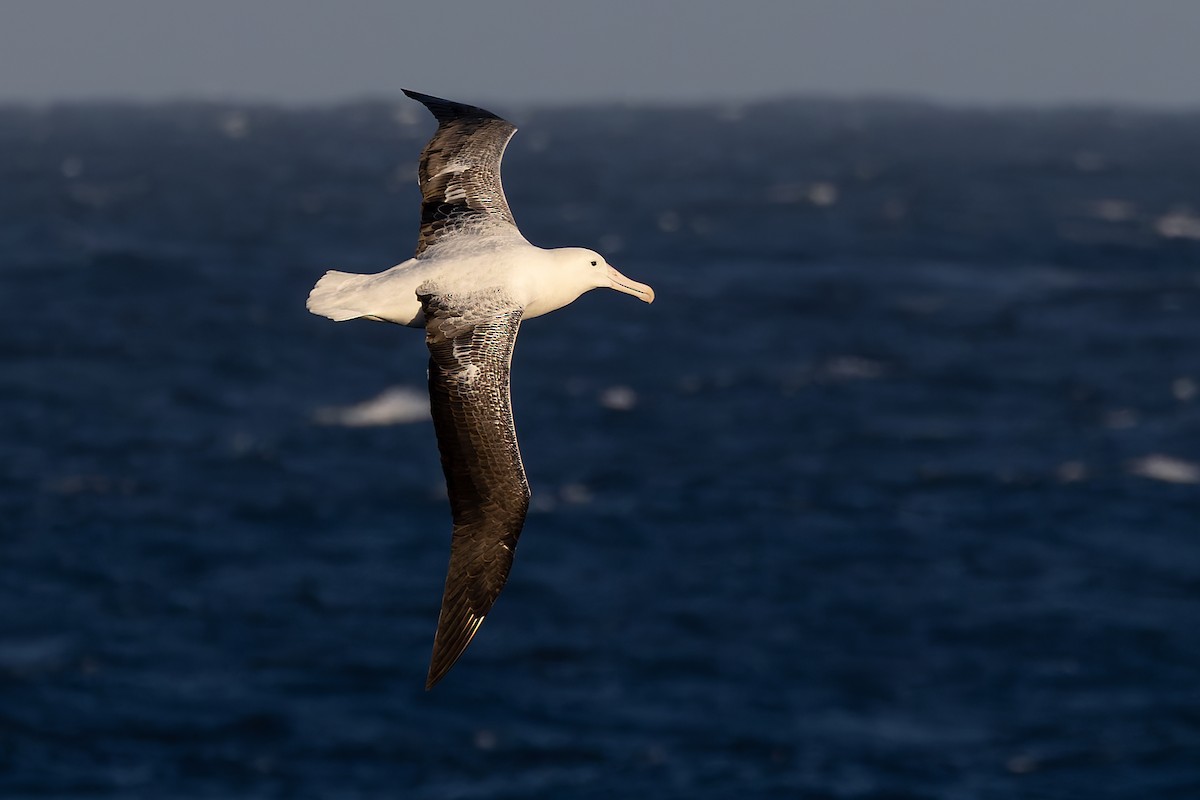 kongealbatross - ML635529813