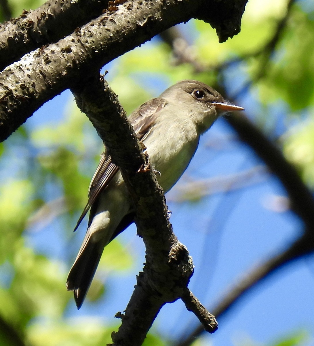 Eastern Wood-Pewee - ML635529864