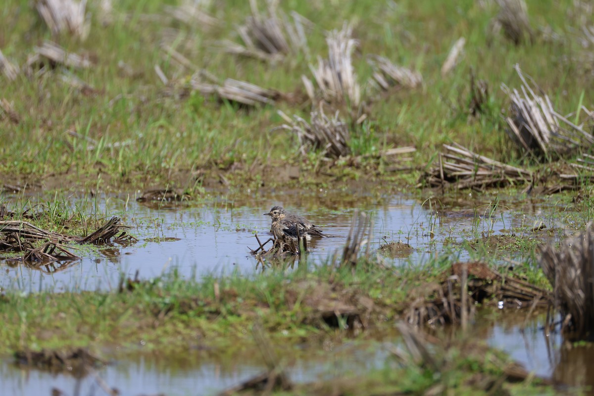 Siberian Pipit - ML635529888