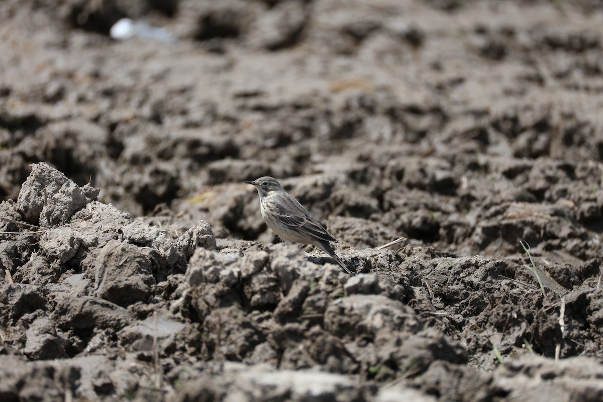 Siberian Pipit - ML635529892