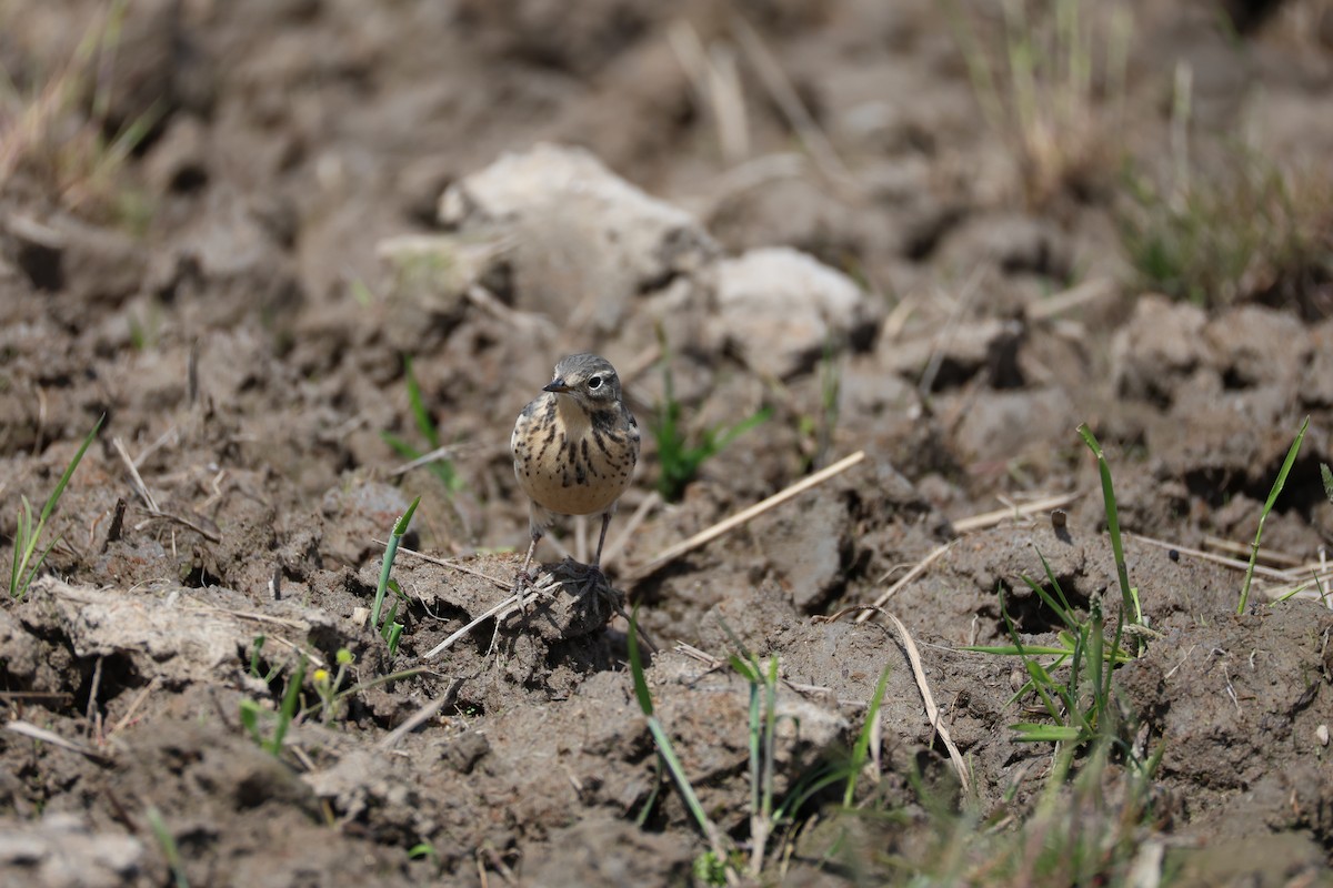 Siberian Pipit - ML635529893