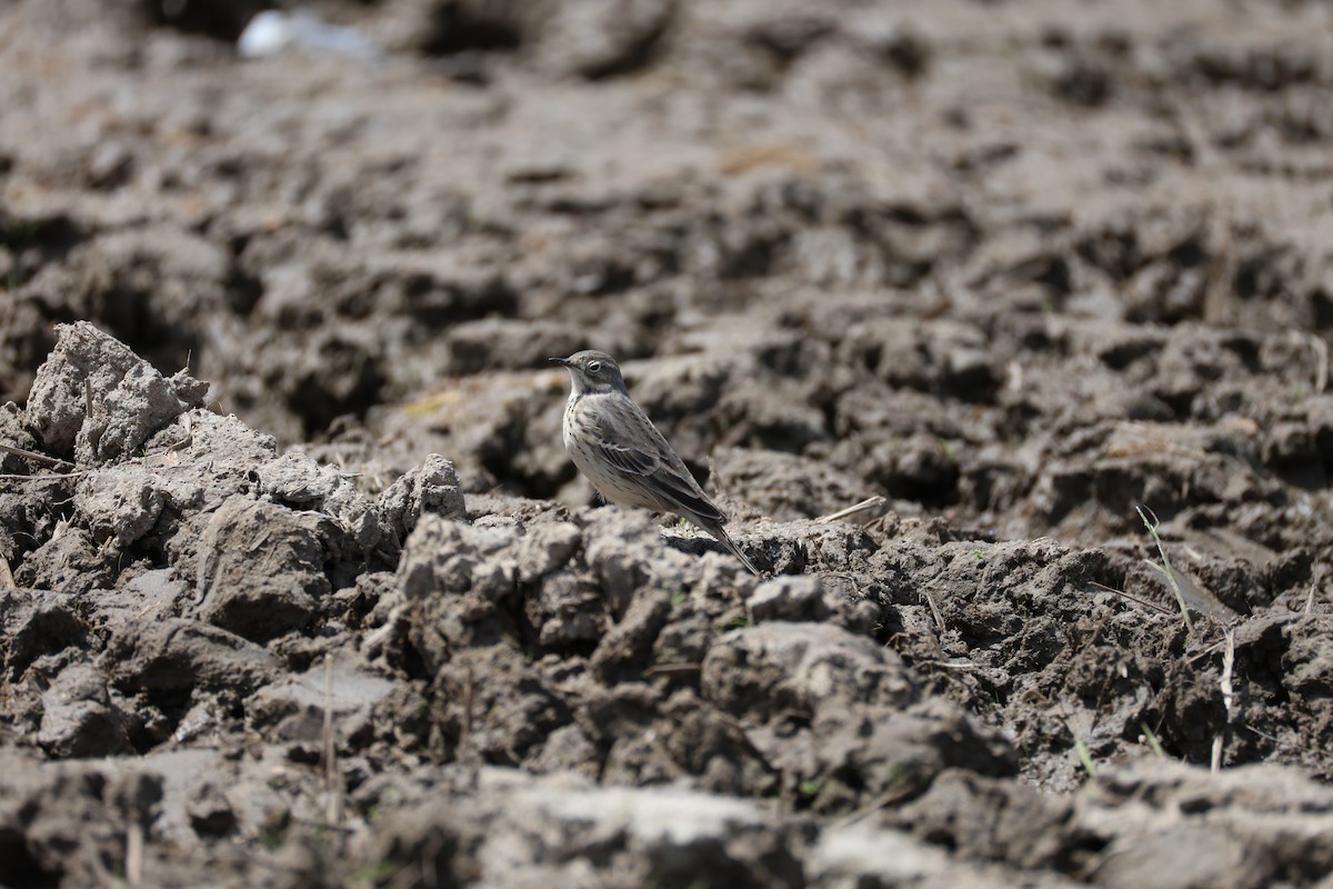 Siberian Pipit - ML635529894