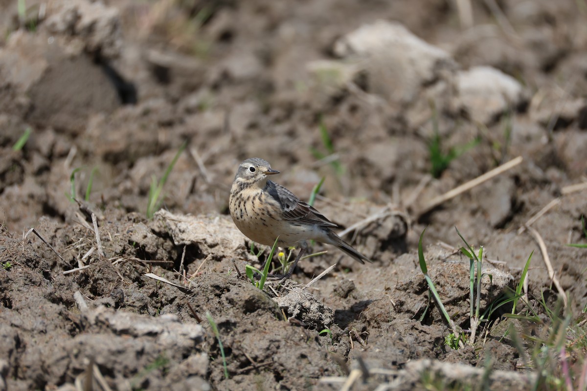 Siberian Pipit - ML635529895