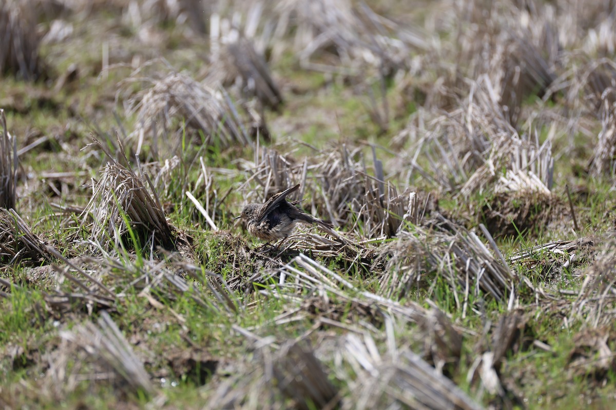 Siberian Pipit - ML635529896