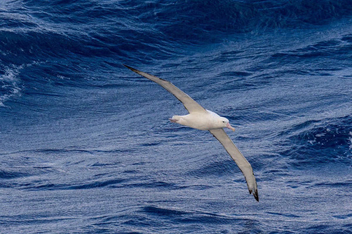 vandrealbatross/tristanalbatross/antipodealbatross - ML635530003