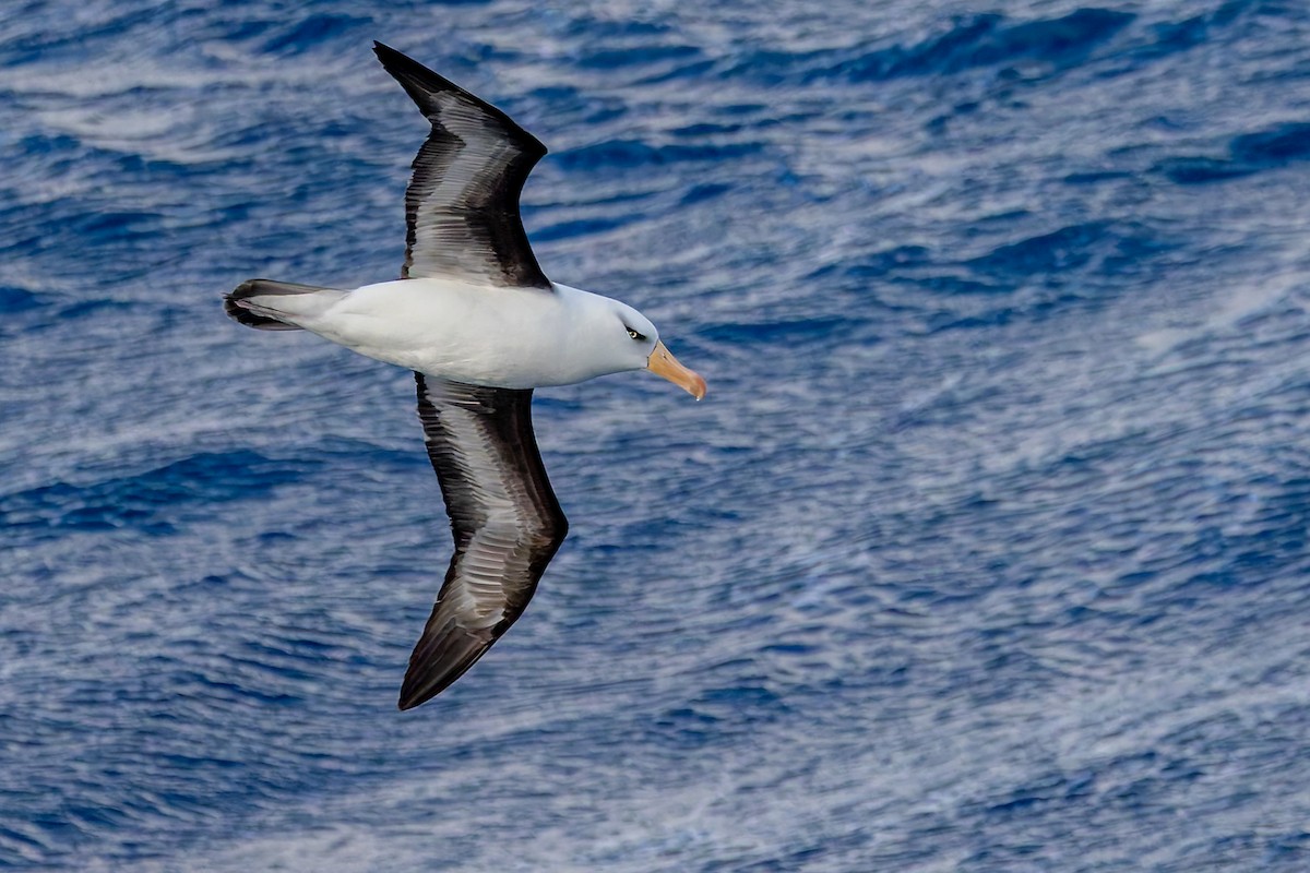 svartbrynalbatross (impavida) - ML635530038