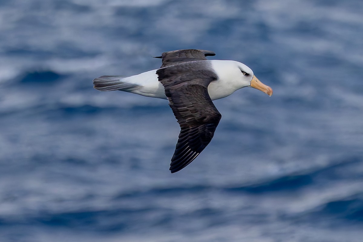 svartbrynalbatross (impavida) - ML635530039