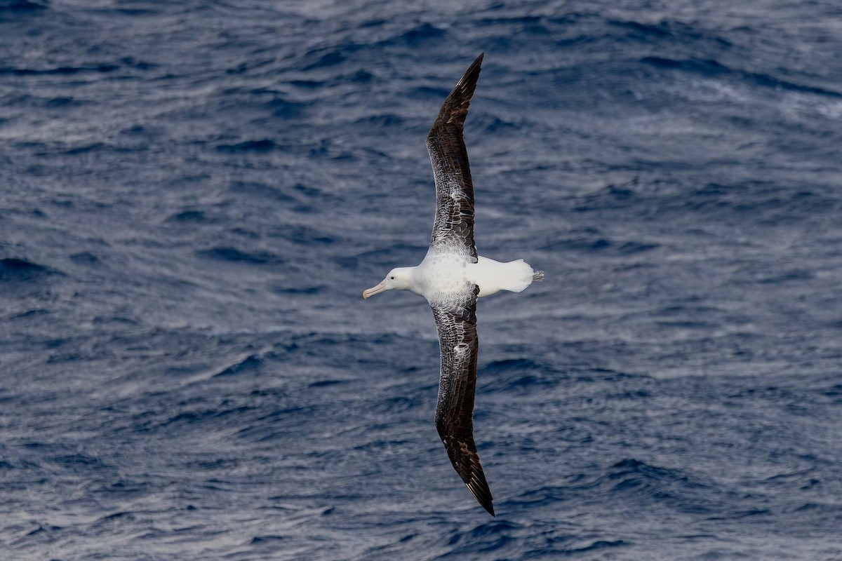 kongealbatross - ML635530045