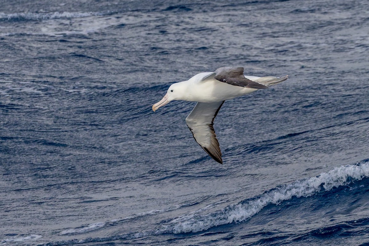 kongealbatross - ML635530056