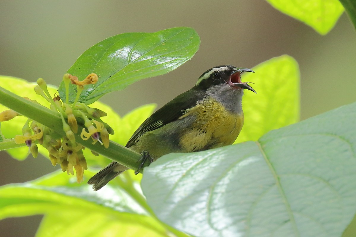 Bananaquit - ML635530057