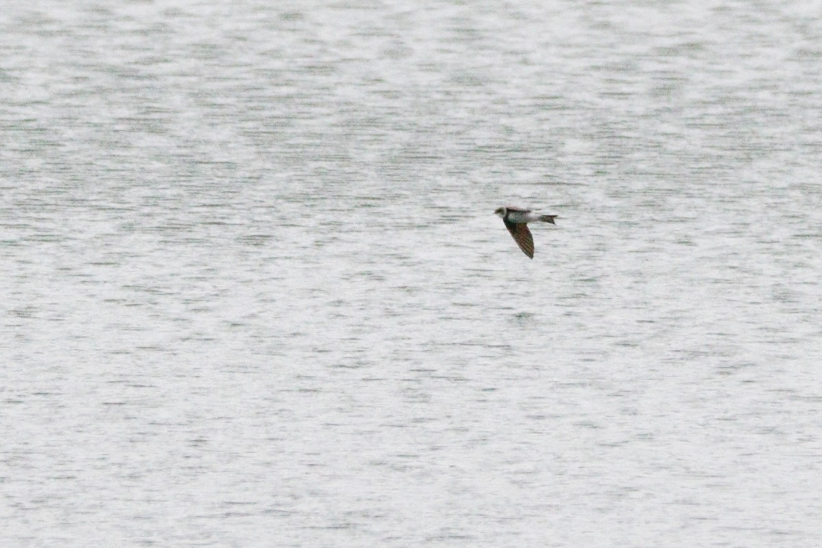 Bank Swallow - ML635530079