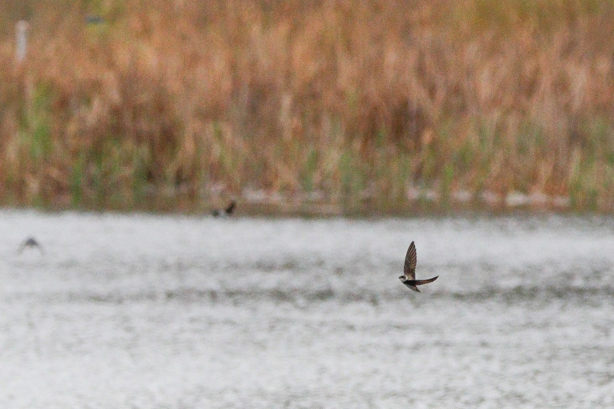 Bank Swallow - ML635530081