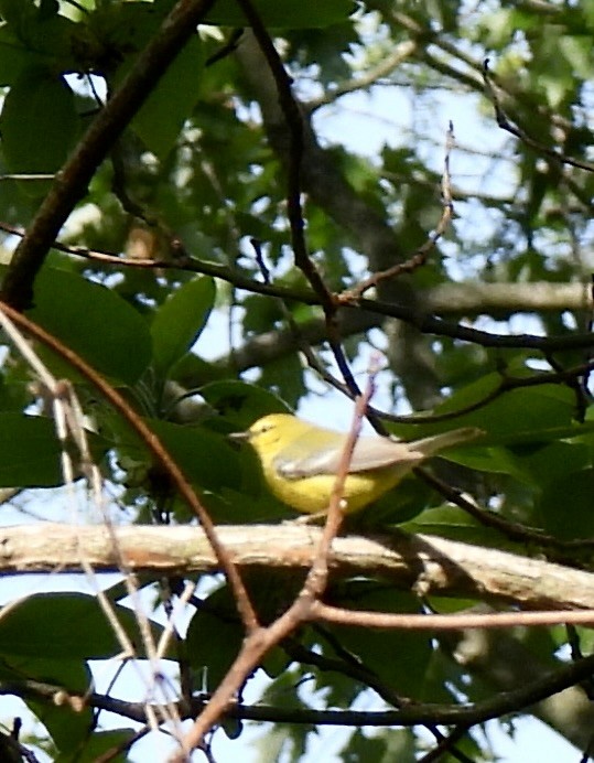 Blue-winged Warbler - ML635530087
