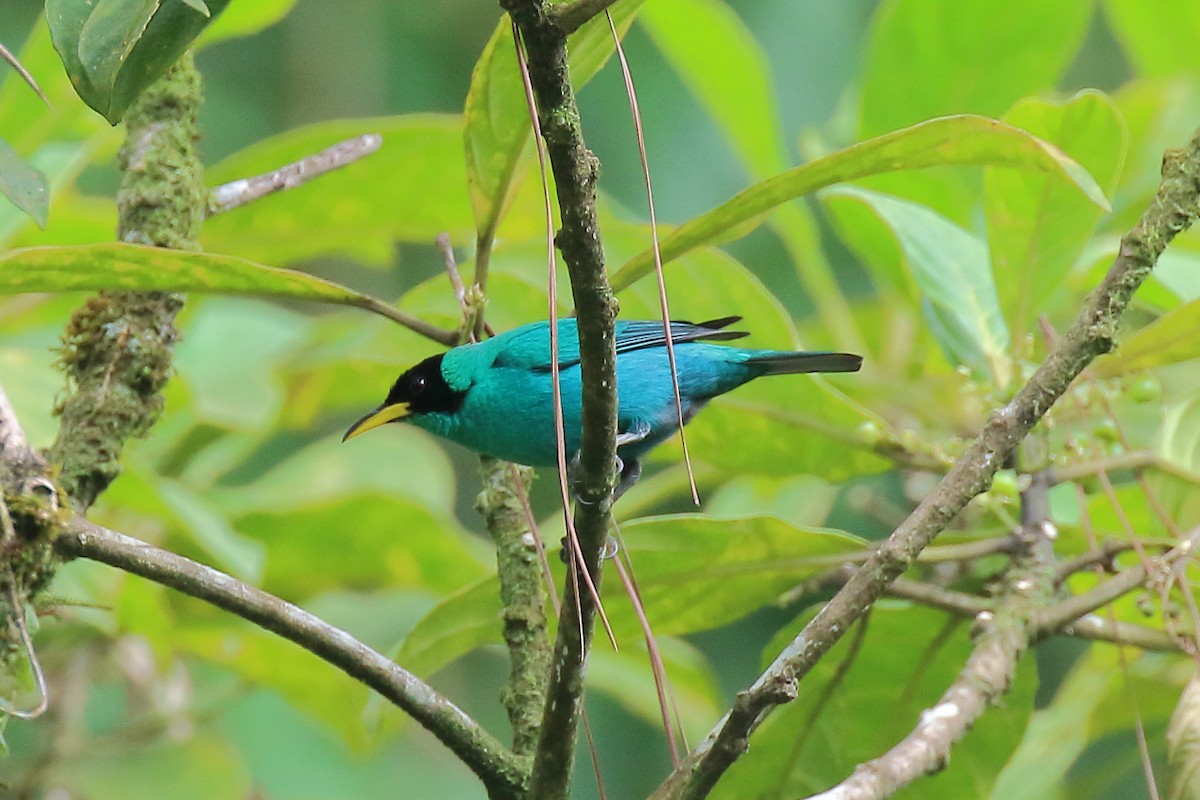 Green Honeycreeper - ML635530091