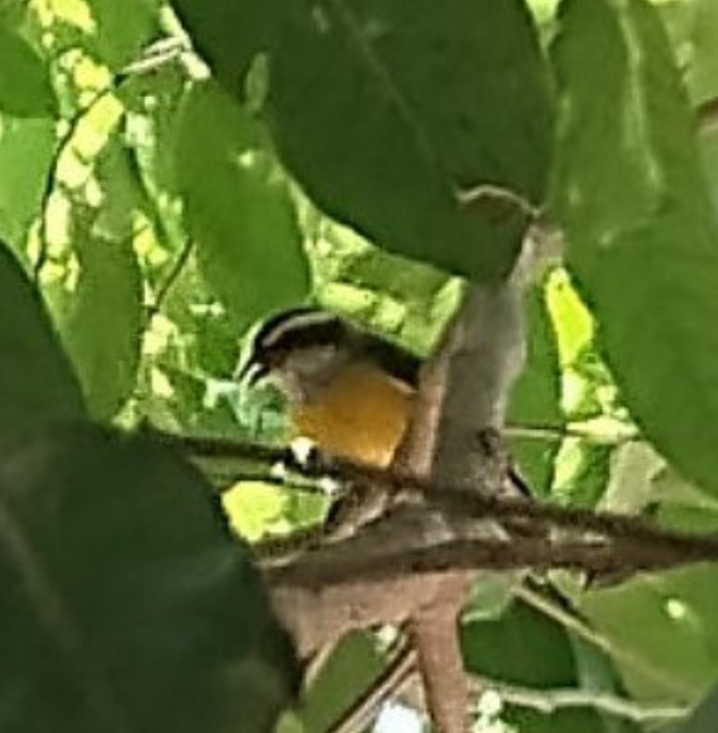 Bananaquit - ML635530096