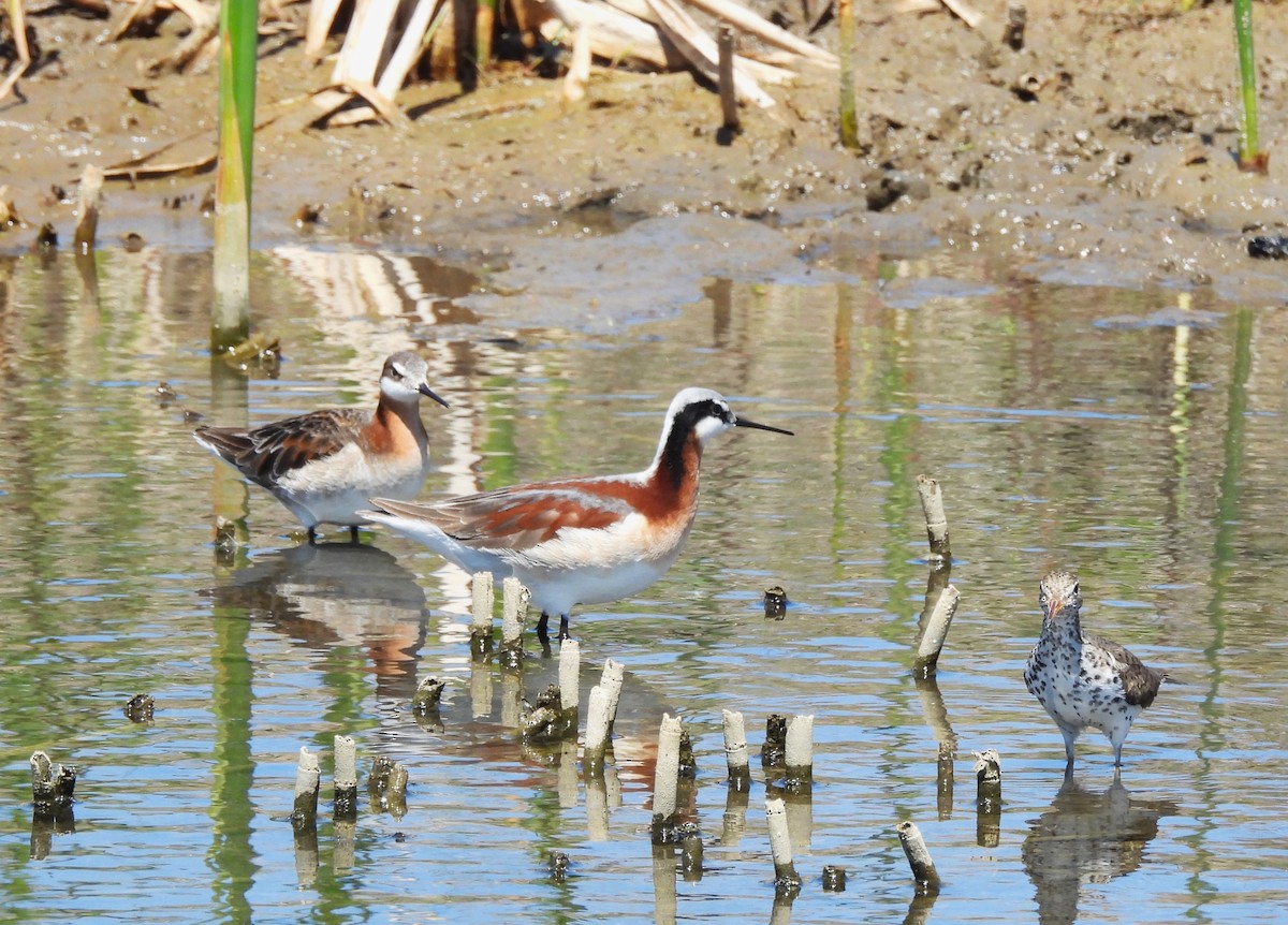 Wilson's Phalarope - ML635530101