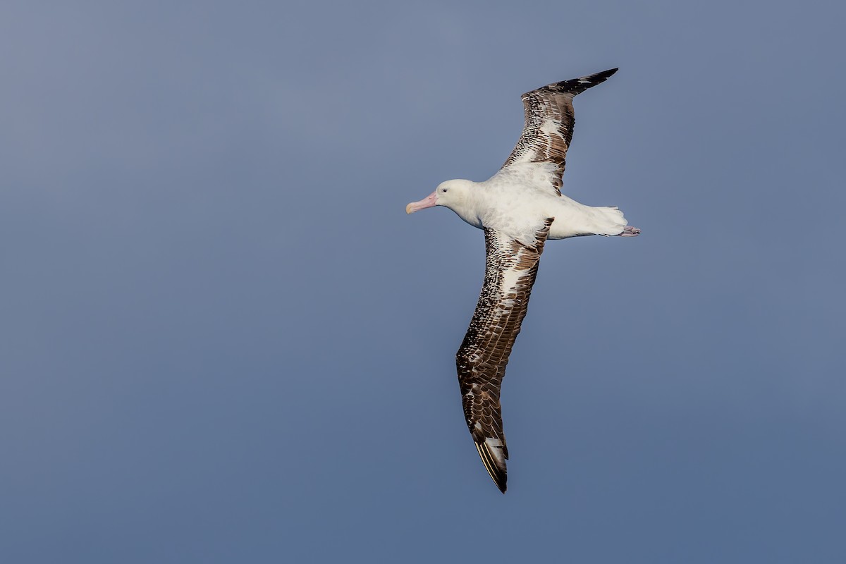 vandrealbatross/tristanalbatross/antipodealbatross - ML635530119