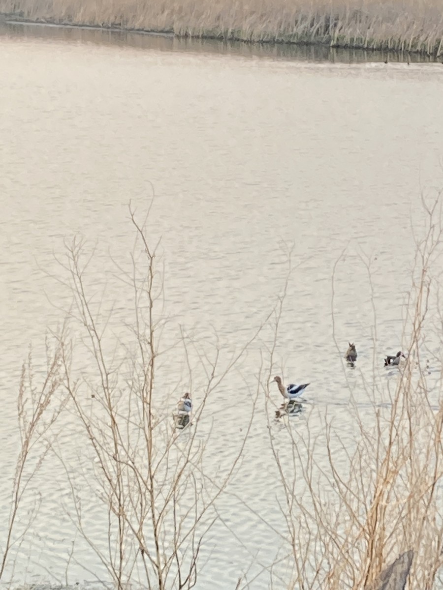 American Avocet - ML635530121