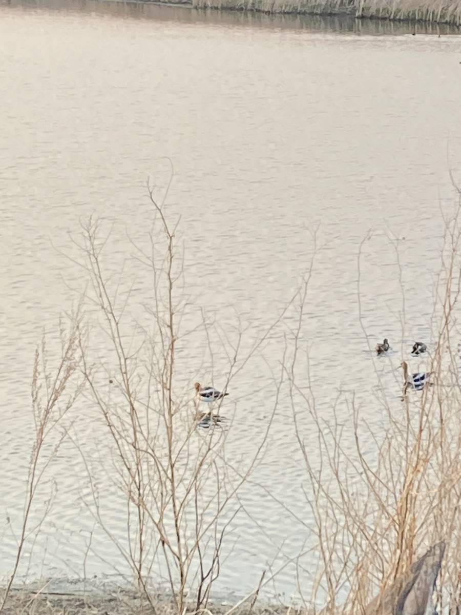 American Avocet - ML635530122