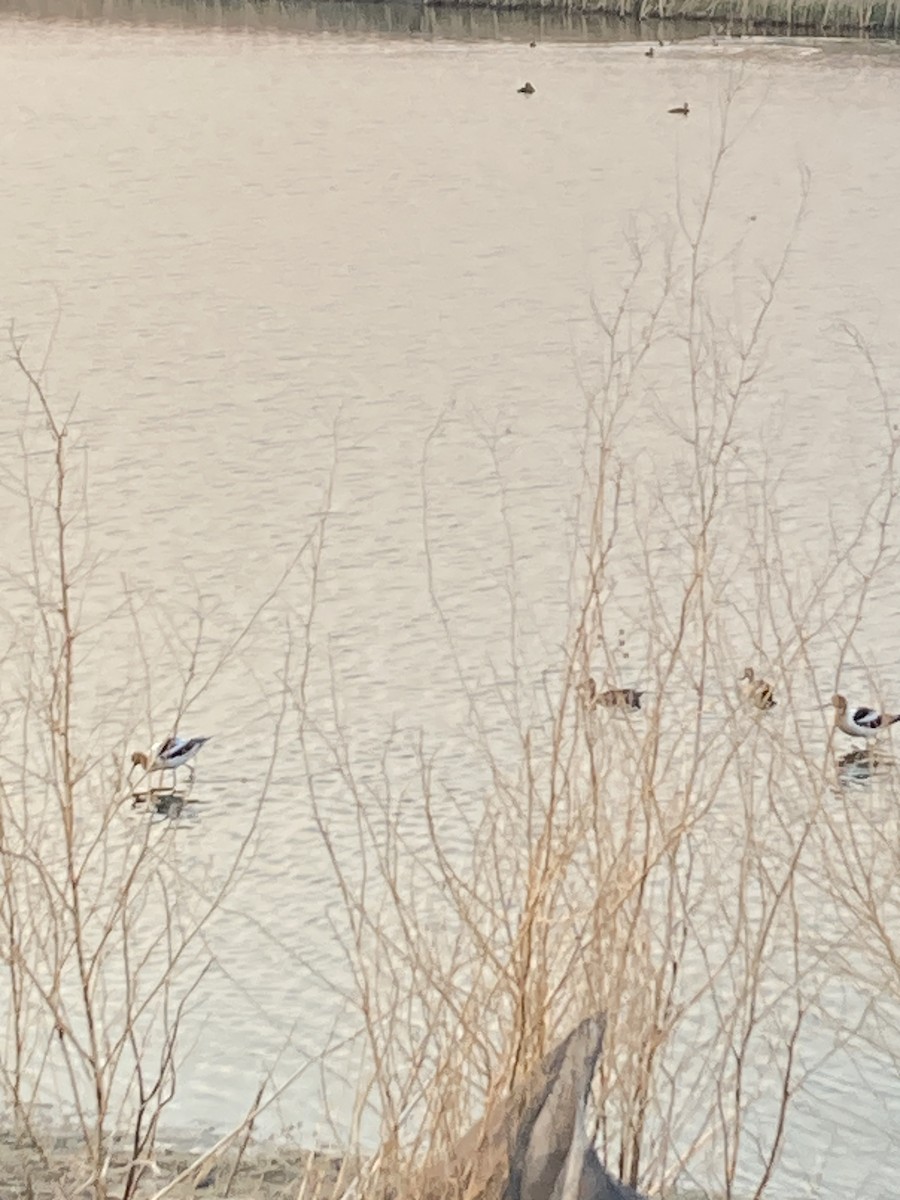 American Avocet - ML635530123