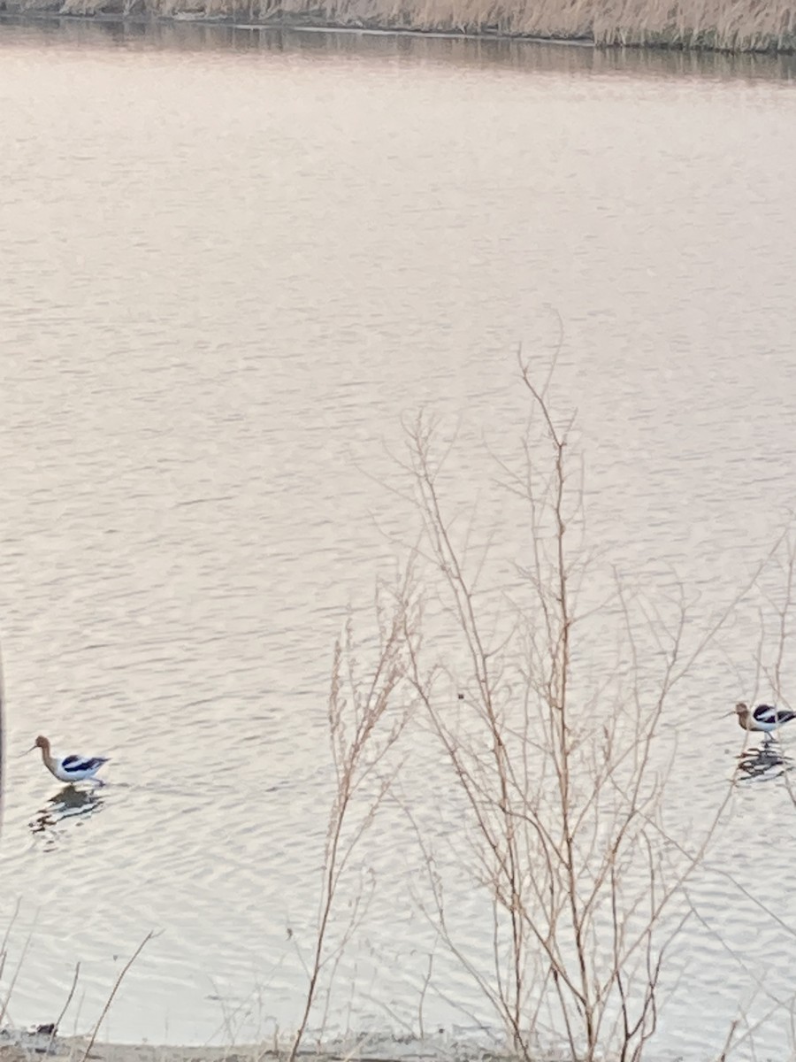 American Avocet - ML635530124