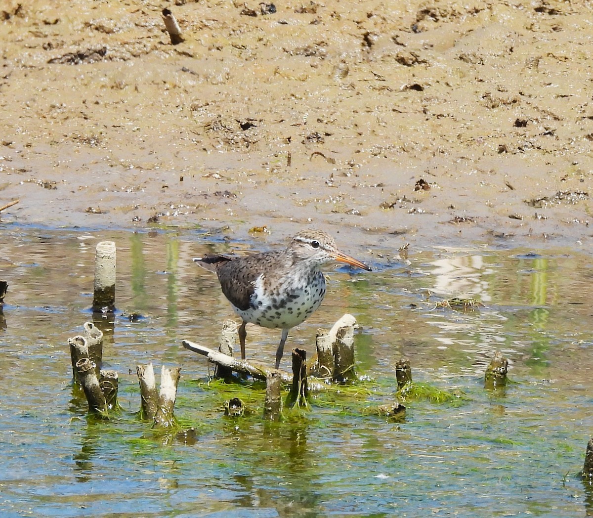 Spotted Sandpiper - ML635530150