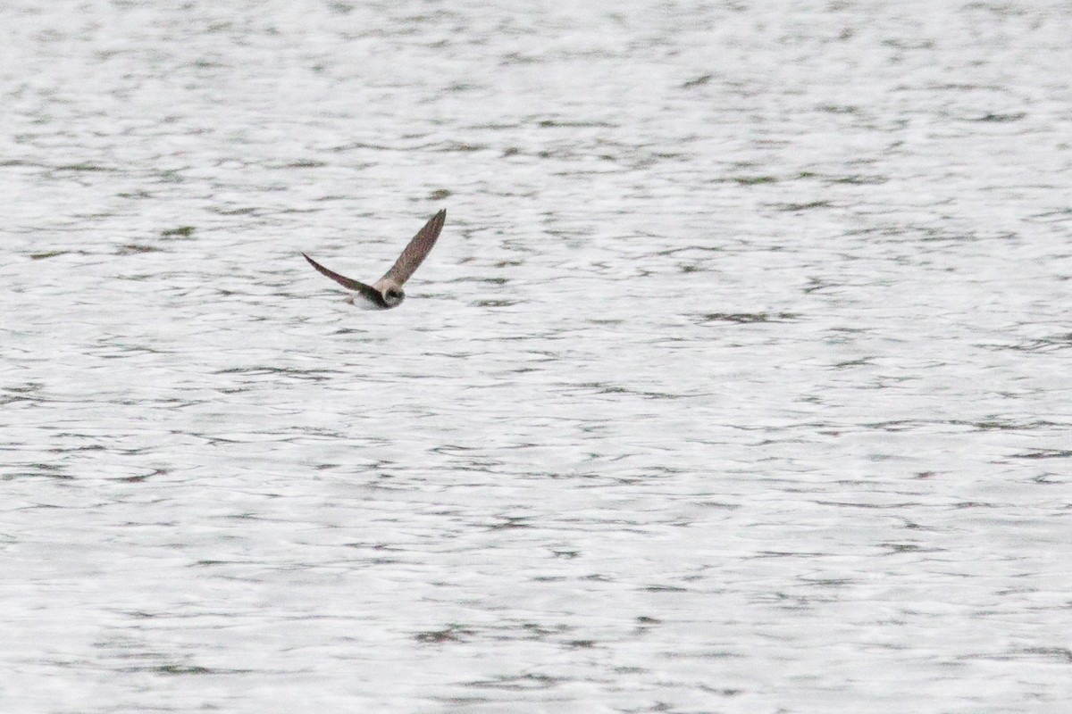 Bank Swallow - ML635530156