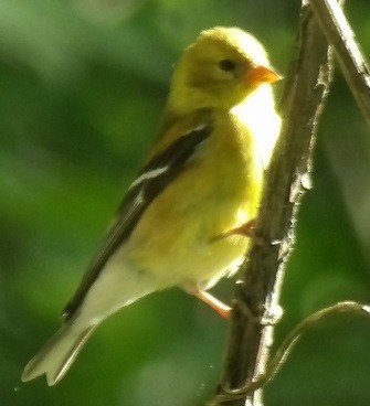 American Goldfinch - ML635530268