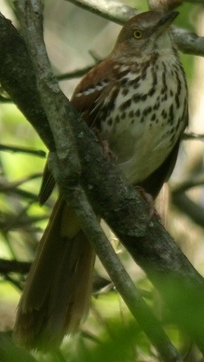 Brown Thrasher - ML635530305