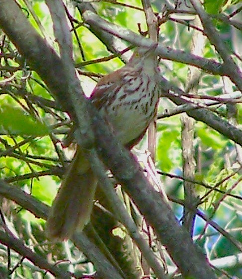 Brown Thrasher - ML635530307