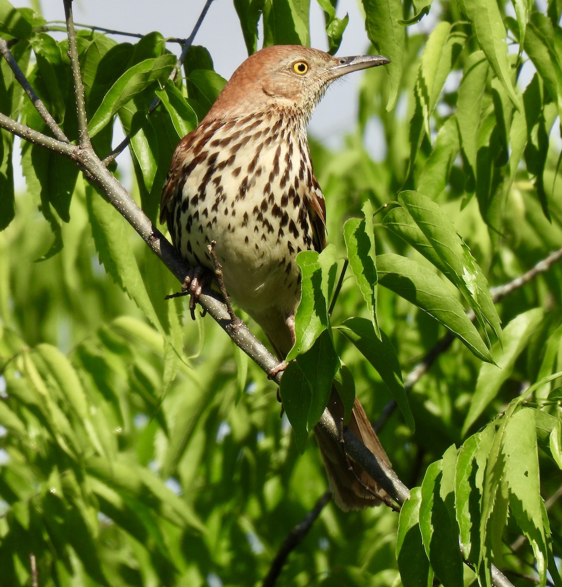 Brown Thrasher - ML635530308