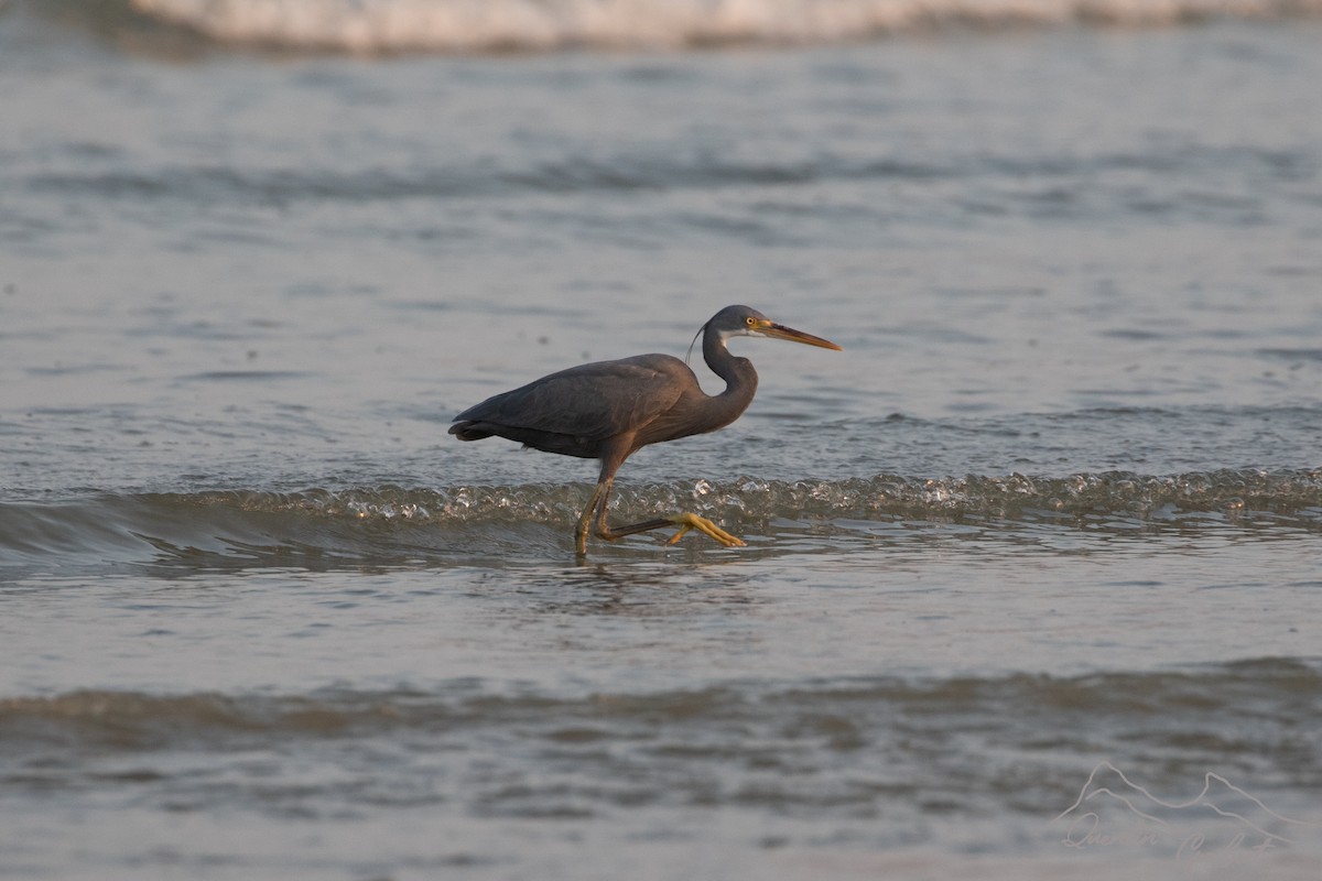 Western Reef-Heron (Eastern) - ML635530331