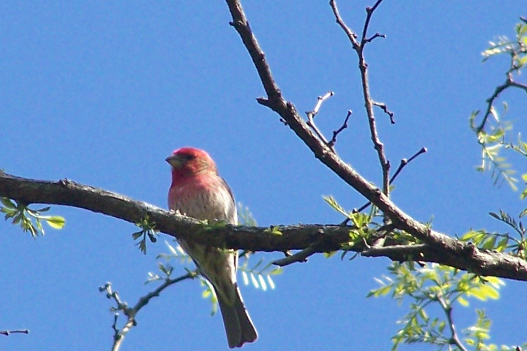 House Finch - ML635530334