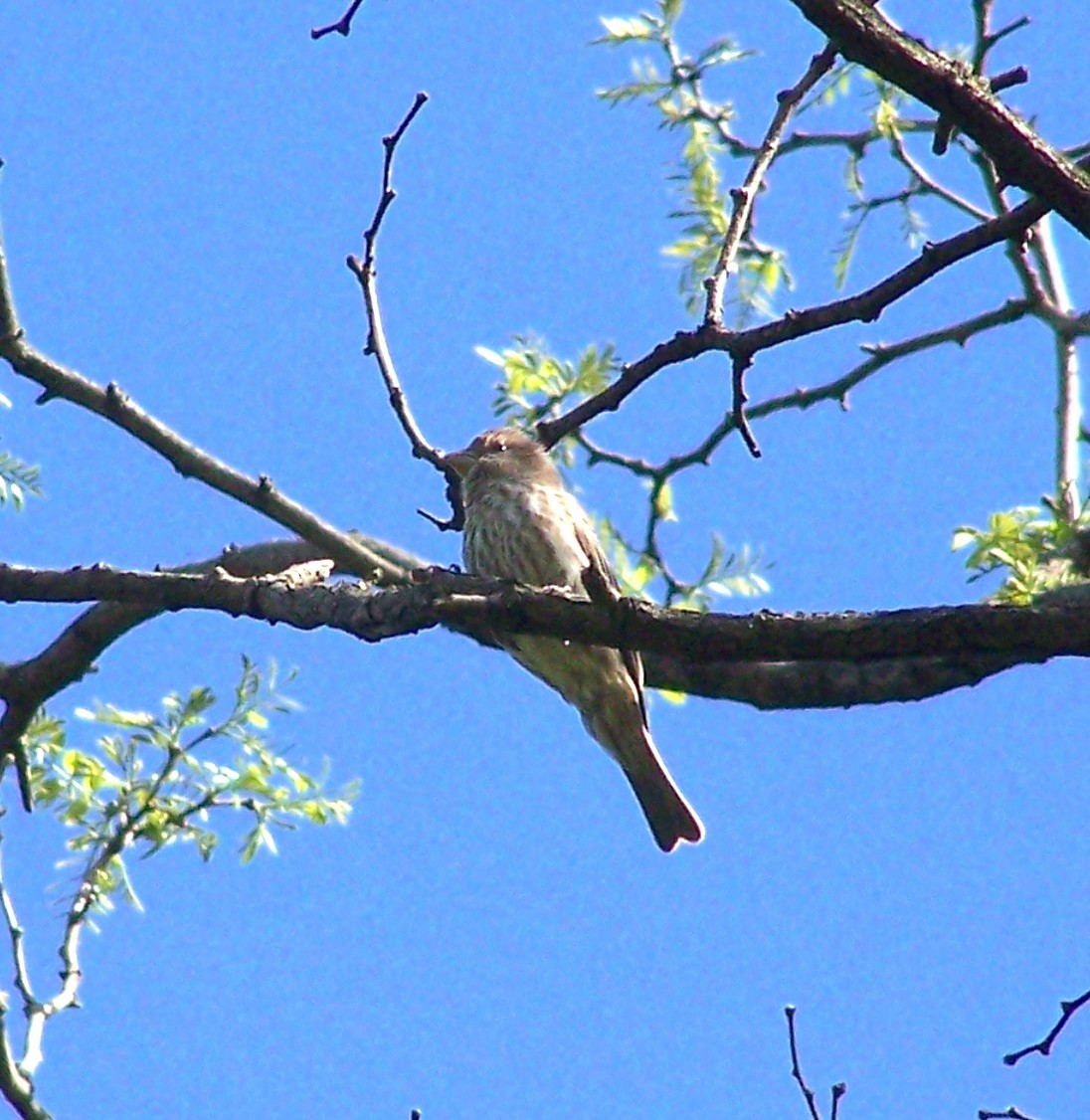House Finch - ML635530335