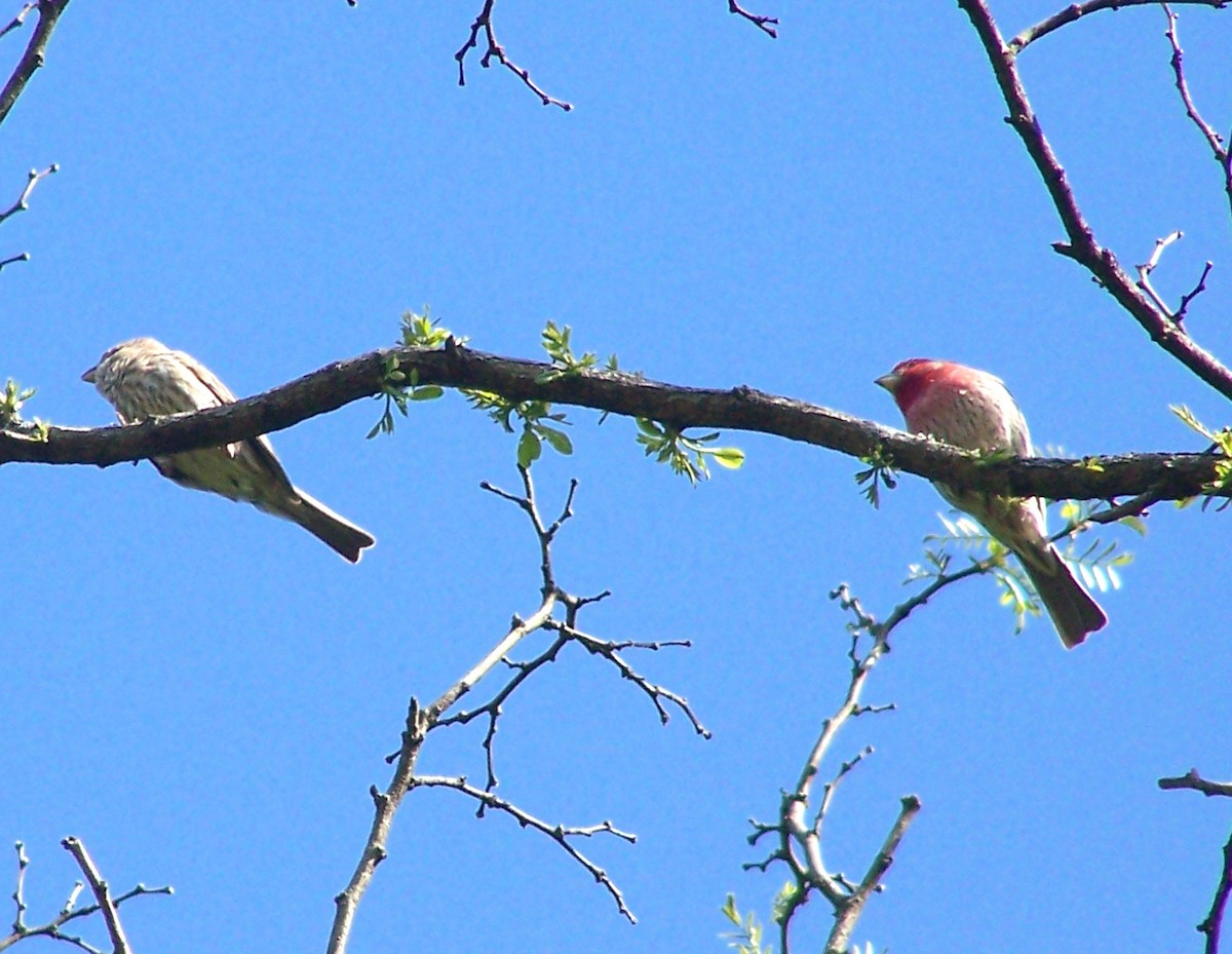House Finch - ML635530336