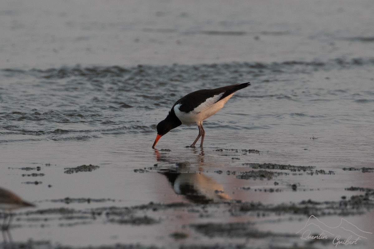 Eurasian Oystercatcher - ML635530380