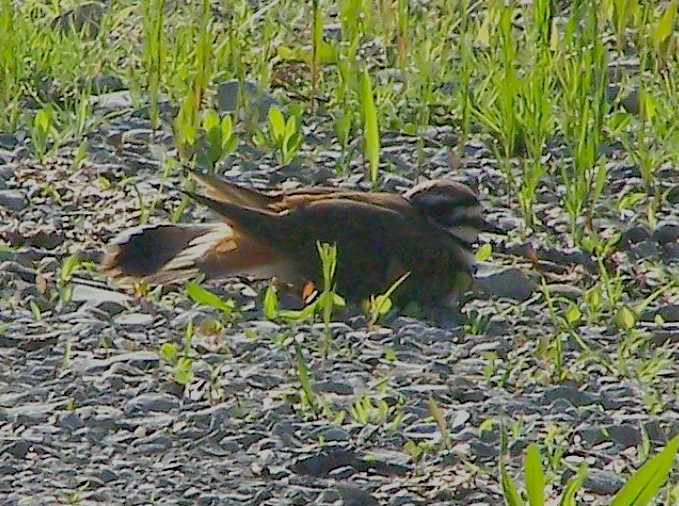 Killdeer - ML635530381