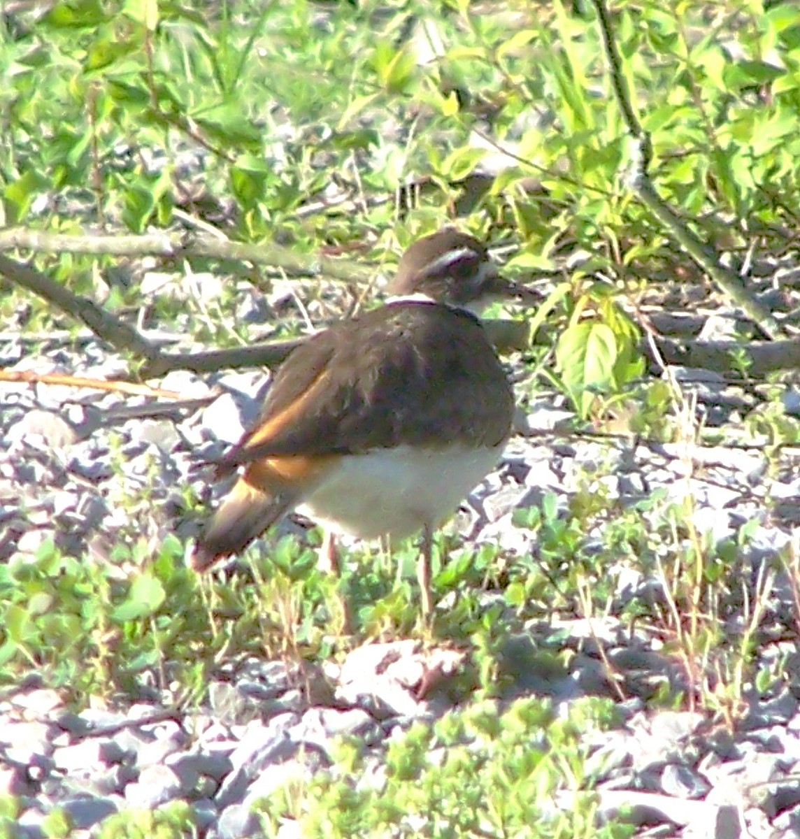 Killdeer - ML635530382