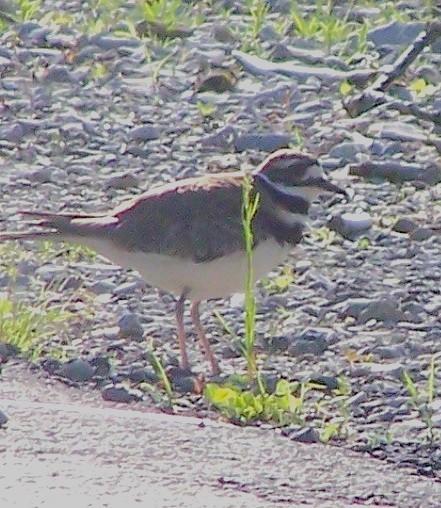 Killdeer - ML635530383