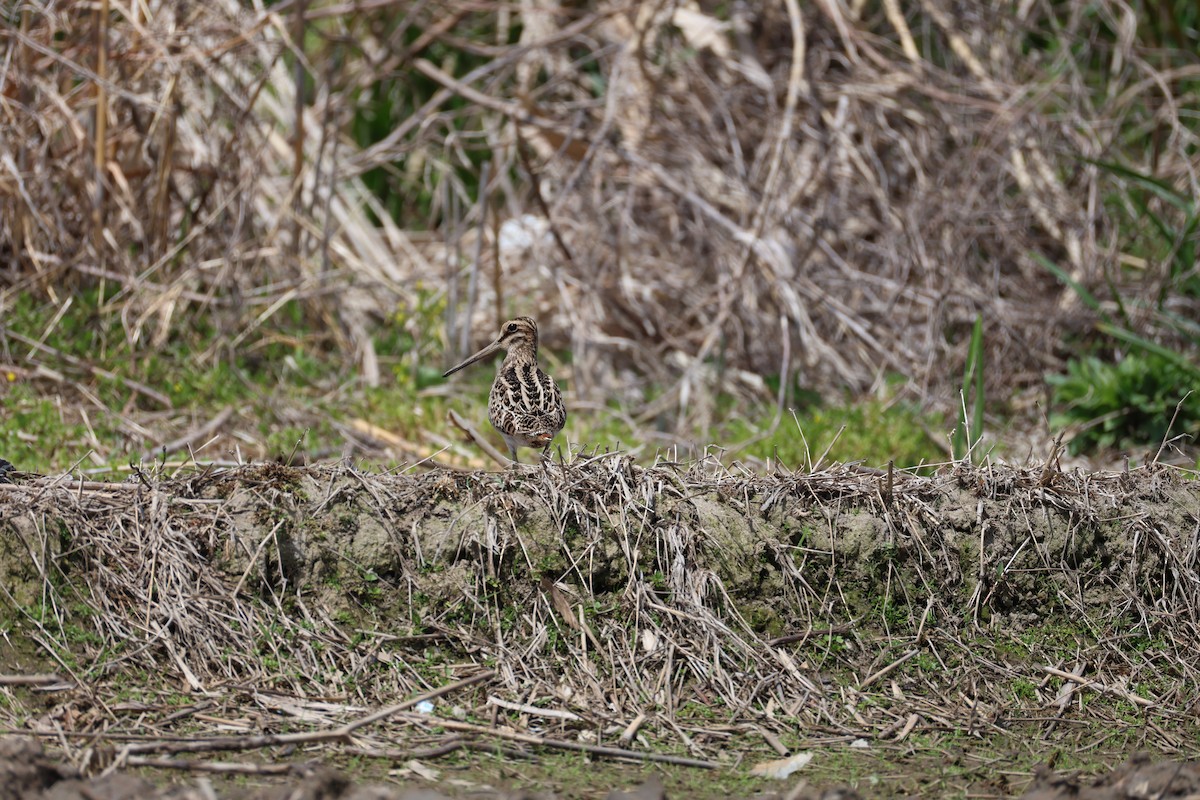Latham's Snipe - ML635530405