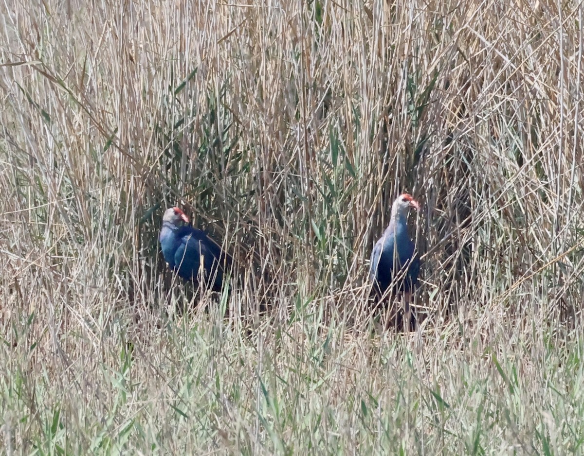 Gray-headed Swamphen - ML635530415