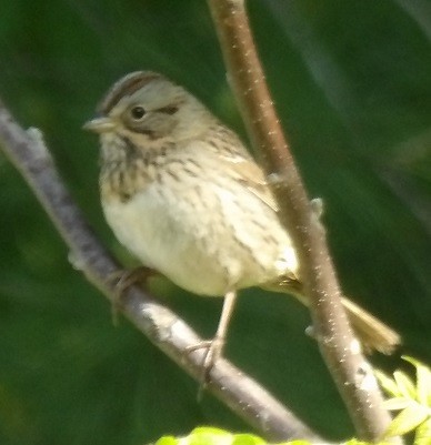 Lincoln's Sparrow - ML635530420