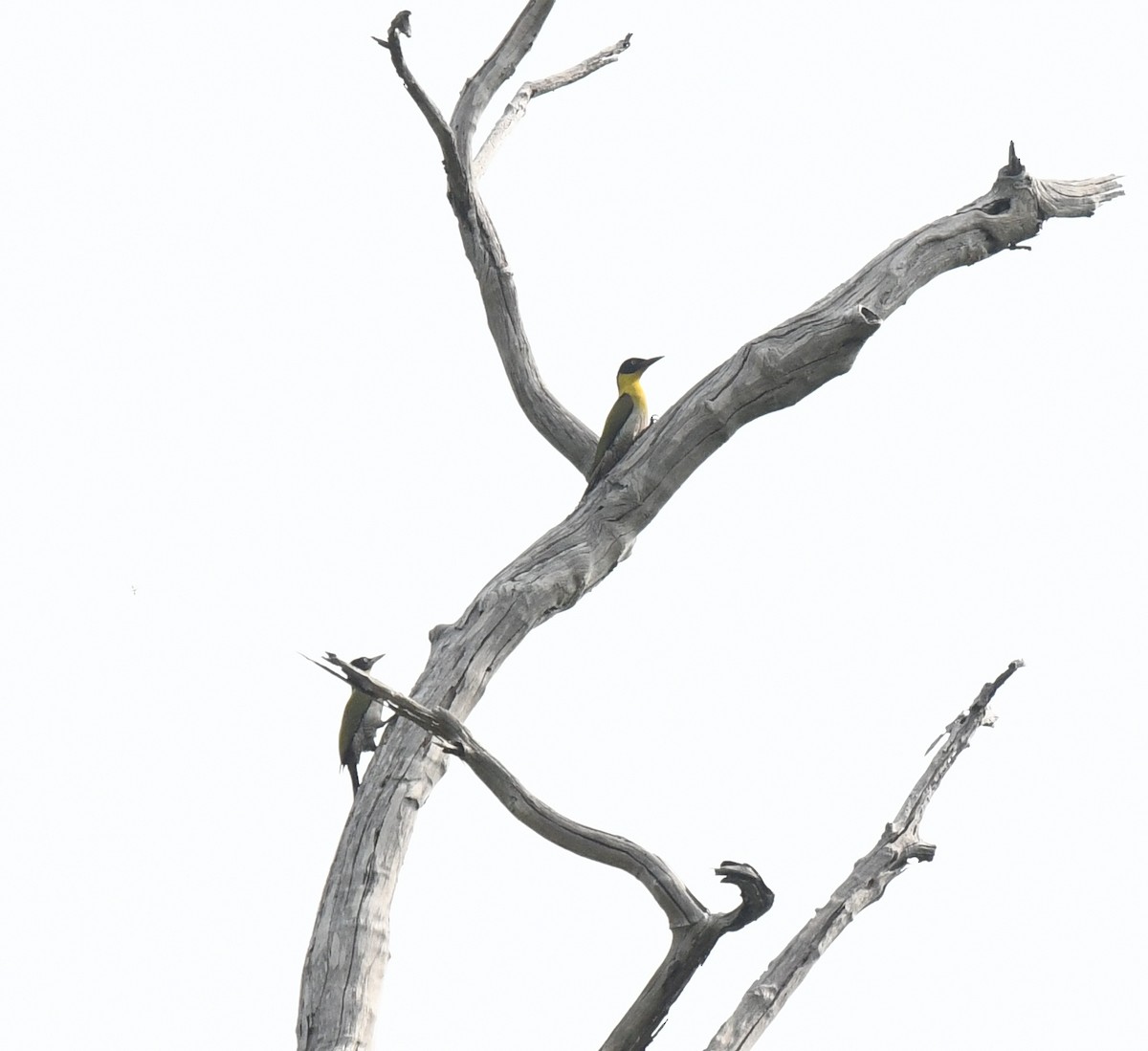 Black-headed Woodpecker - ML635530426