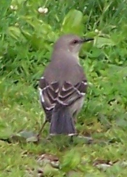 Northern Mockingbird - ML635530450