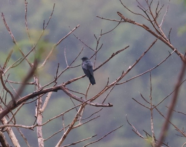 Black-winged Cuckooshrike - ML635530460