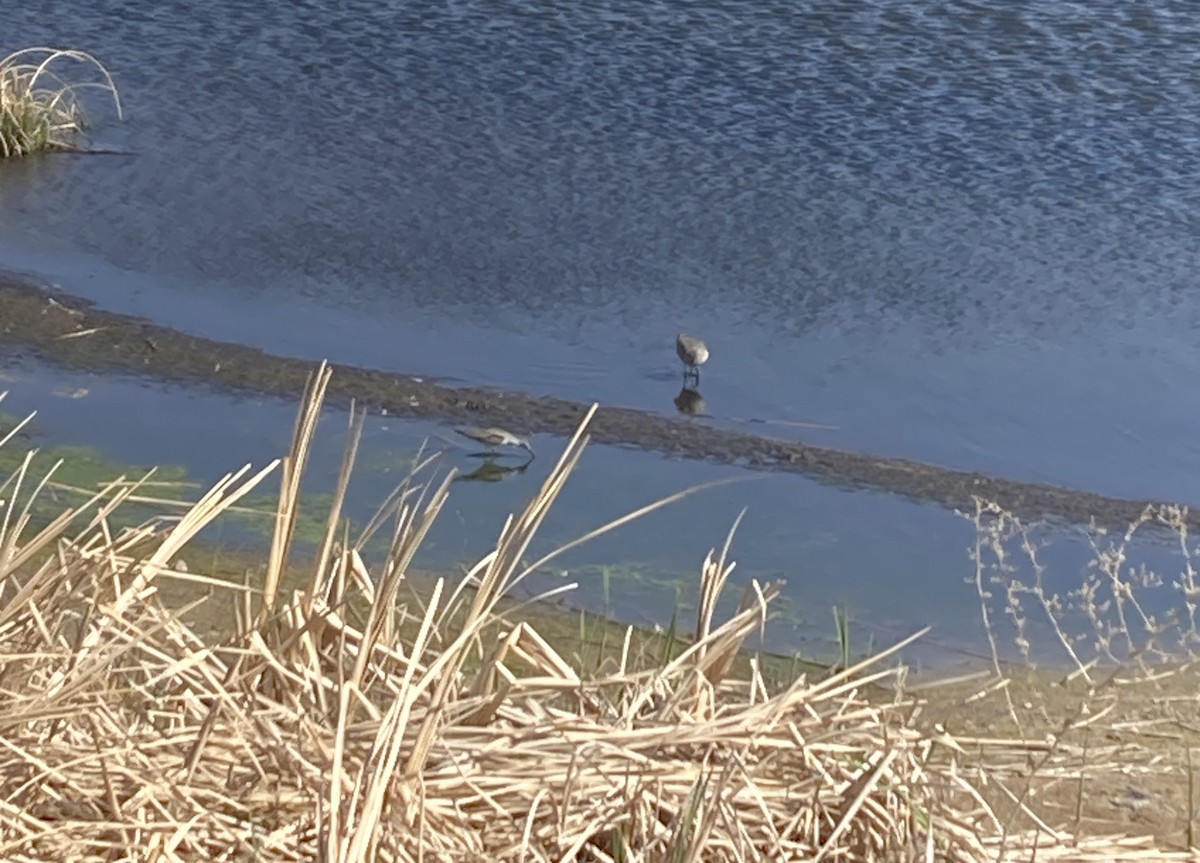 Willet - ML635530462