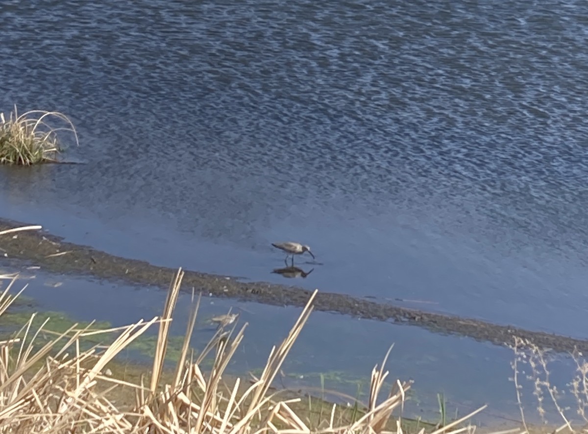 Willet - ML635530463