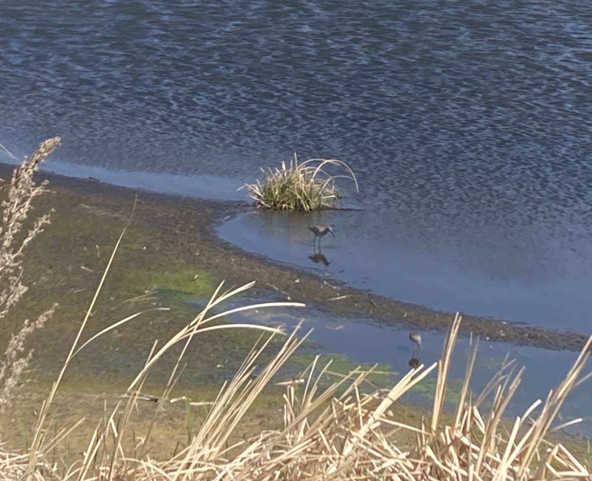 Willet - ML635530464