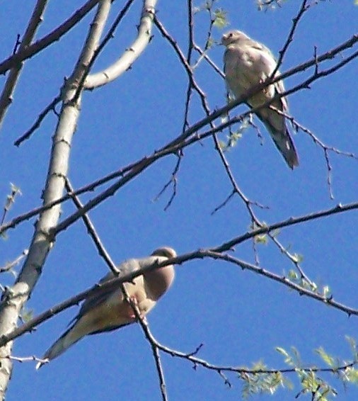 Mourning Dove - ML635530499