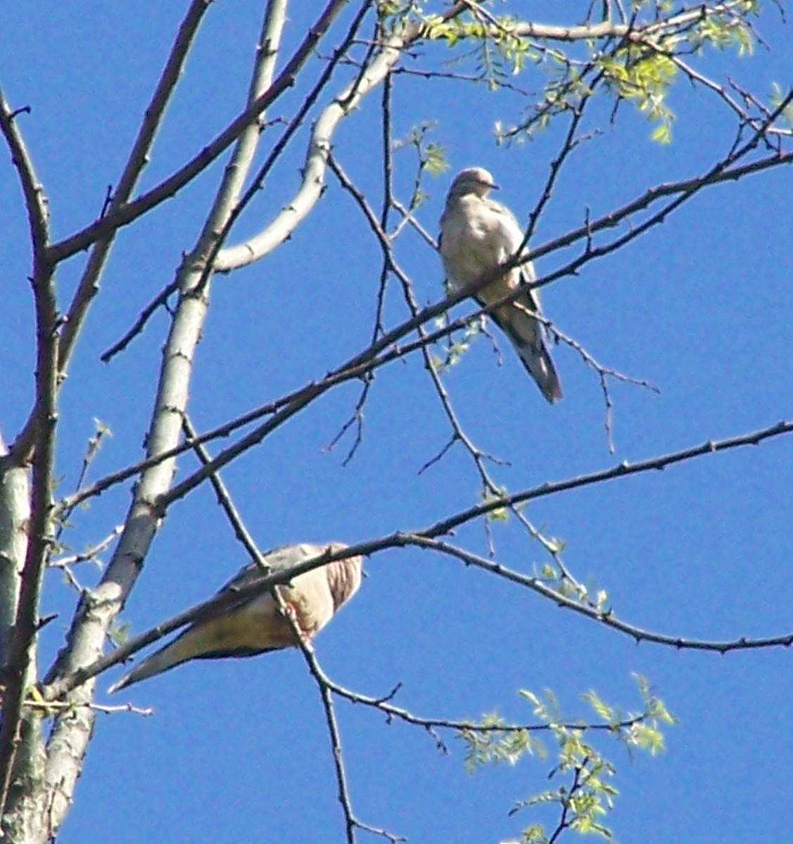 Mourning Dove - ML635530500
